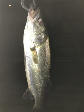 大雨後のシーバス