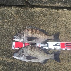 黒鯛、メジナ好調！カンダイ、メナダも！