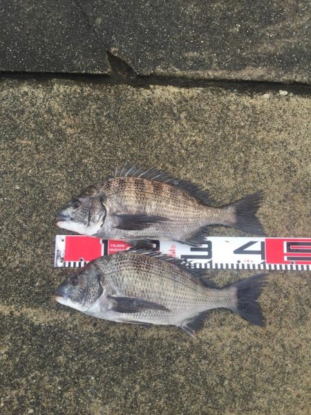 黒鯛、メジナ好調！カンダイ、メナダも！