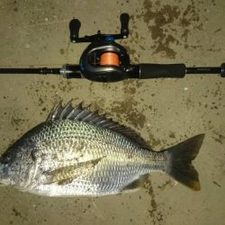 釣れ始めました