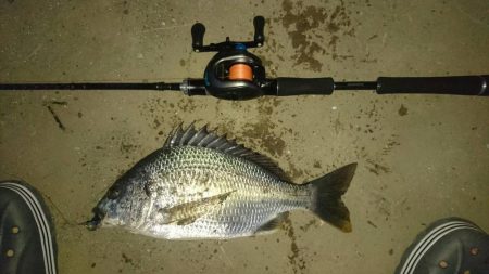 釣れ始めました