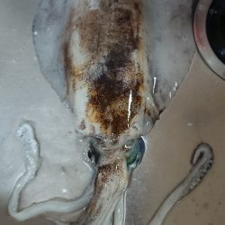 夏イカいました