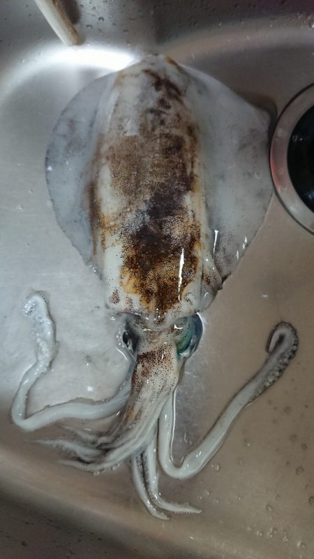 夏イカいました