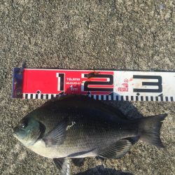 今週もメジナが絶好調！