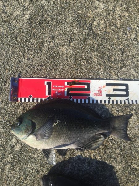 今週もメジナが絶好調！