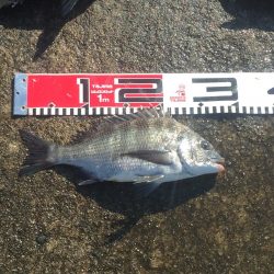 小型チヌ２尾ゲット！変わらず口太は絶好調！！