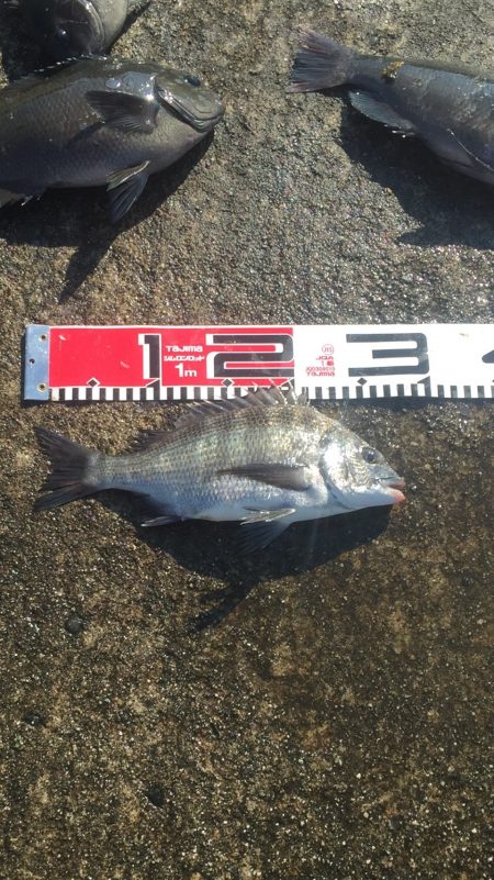 小型チヌ２尾ゲット！変わらず口太は絶好調！！