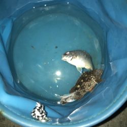 投げ釣りでたこ笑笑