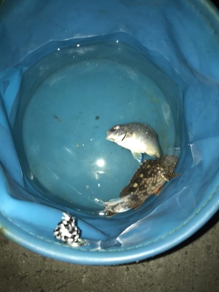 投げ釣りでたこ笑笑