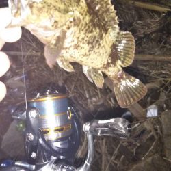 まだまだメバル♪