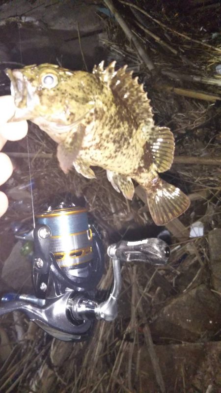 まだまだメバル♪