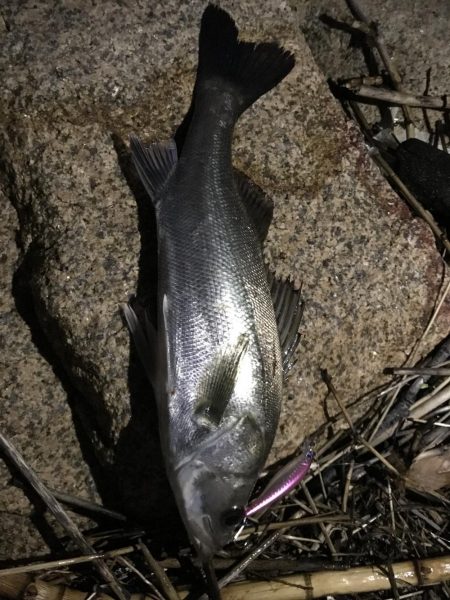 シーバス、チヌ