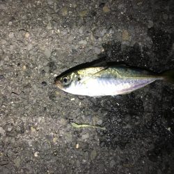 フロートアジング&持ち主探してます