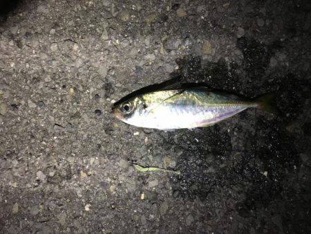 フロートアジング&持ち主探してます