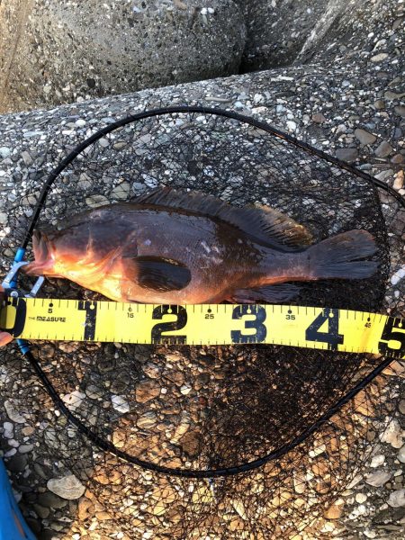 モンスター！！