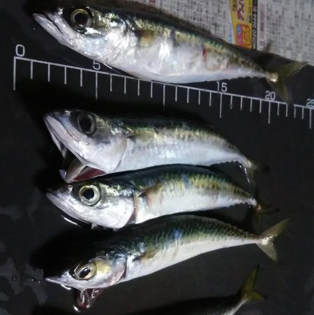いろいろ釣れました