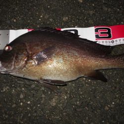 今期初コロダイです