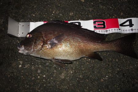 今期初コロダイです