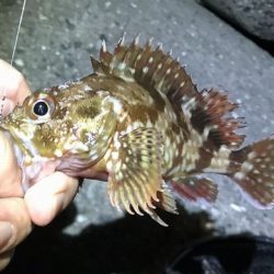 ケンサキ調査で