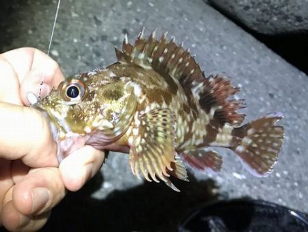 ケンサキ調査で