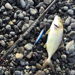 〜エンドレス青物回遊中〜