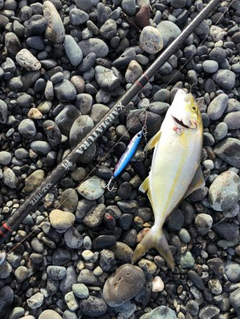 〜エンドレス青物回遊中〜