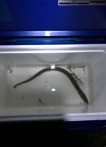 うなぎ釣り