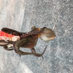 涼しい時間にタコ釣り