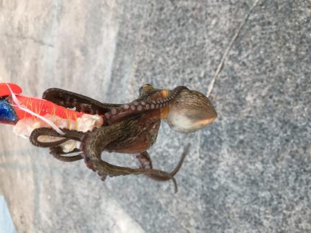 涼しい時間にタコ釣り