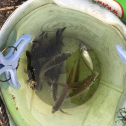 久しぶりのサビキ