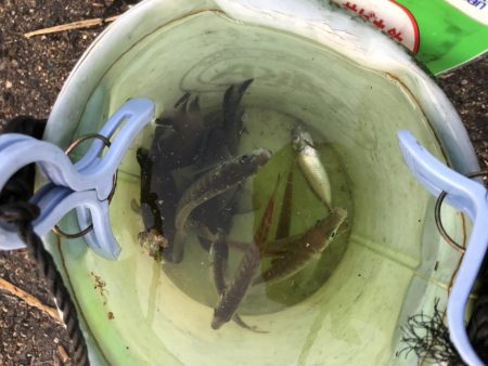 久しぶりのサビキ