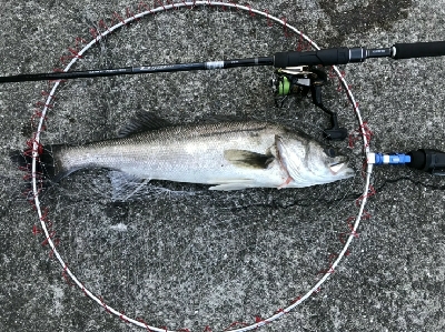 暑い❗とにかく暑い❗