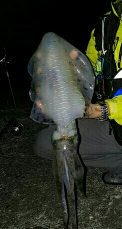 アオリ1640グラム 雄