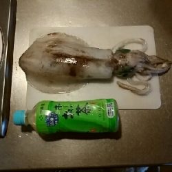 久しぶりに釣れた！