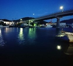 大漁の鯵かと思ったら