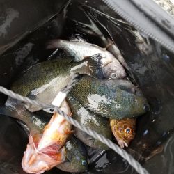 アジングだったはずが五目釣りになっちゃった