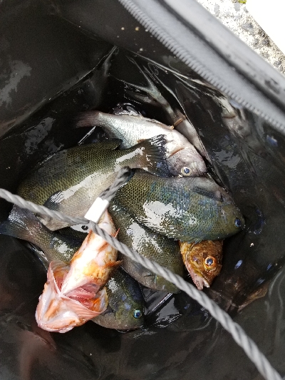 アジングだったはずが五目釣りになっちゃった…