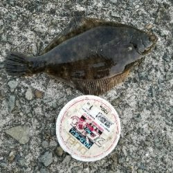 キス釣り ~カレイも出た!ずっしり