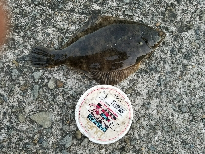 キス釣り ~カレイも出た!ずっしり