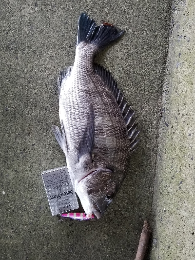 シーバス狙いのつもりが