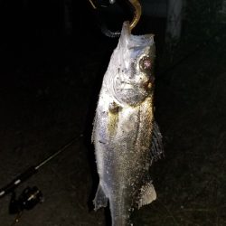 粘ってチーバス…