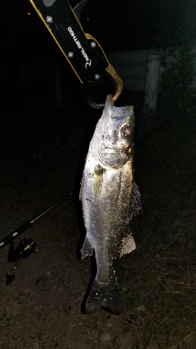 粘ってチーバス…