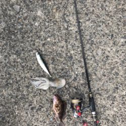 ハタ釣りのハズが？