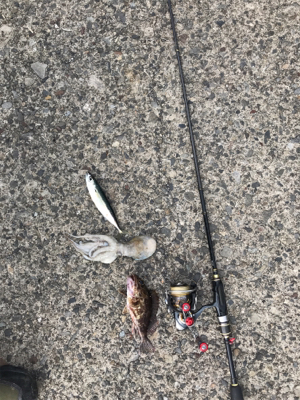 ハタ釣りのハズが？