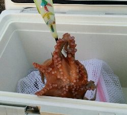 やっとタコシーズン開幕です