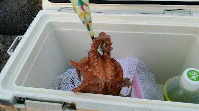 やっとタコシーズン開幕です