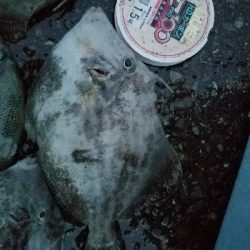 カワハギ釣り　～25センチヒット！～