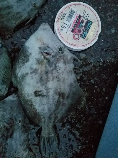 カワハギ釣り　～25センチヒット！～