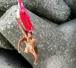 連日のオクトパッシング