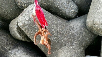 連日のオクトパッシング